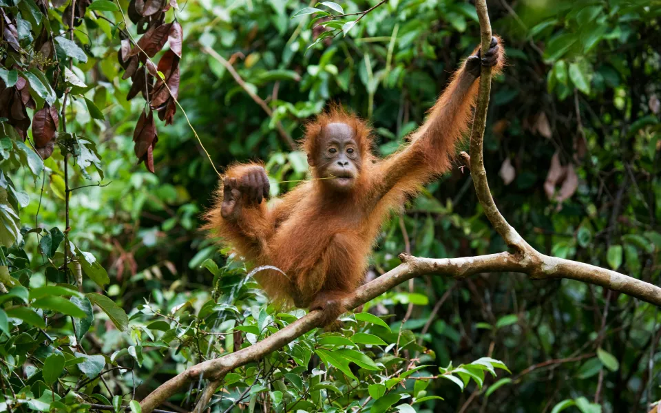 Borneo stage buitenland